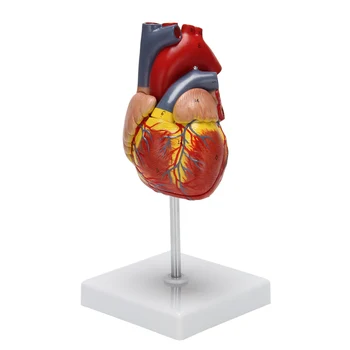 1: 1 לב אנושי מודל, מבחינה אנטומית מדויקת הלב מודל גודל חיים שלד אנושי אנטומיה מדע בכיתה ללמוד תצוגה