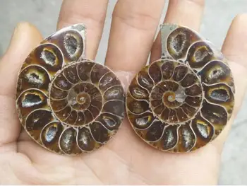 Ammonite דגימה מעטפת מינרלים ריפוי מדגסקר